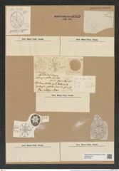 Asteromphalus flabellatus (Breb.) Grev. (de-Toni-Nr.: Genus 236, Species 5696) Zeichnungen Sammlung Grunow Nr. 9698 (NHMW-BOT-W0379638)